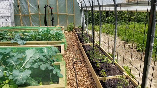 beautiful raised beds in greenhouse