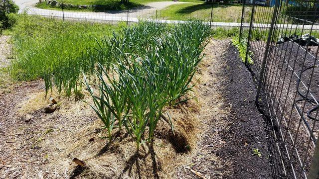 The garlic is doing amazingly well