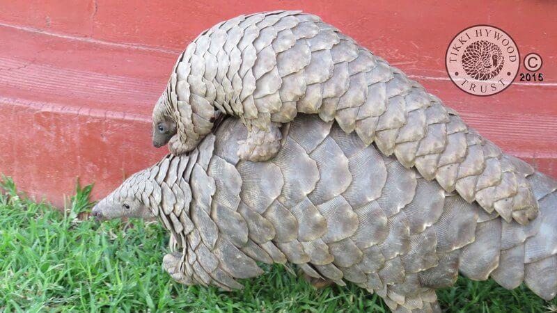 pangolin adult and baby