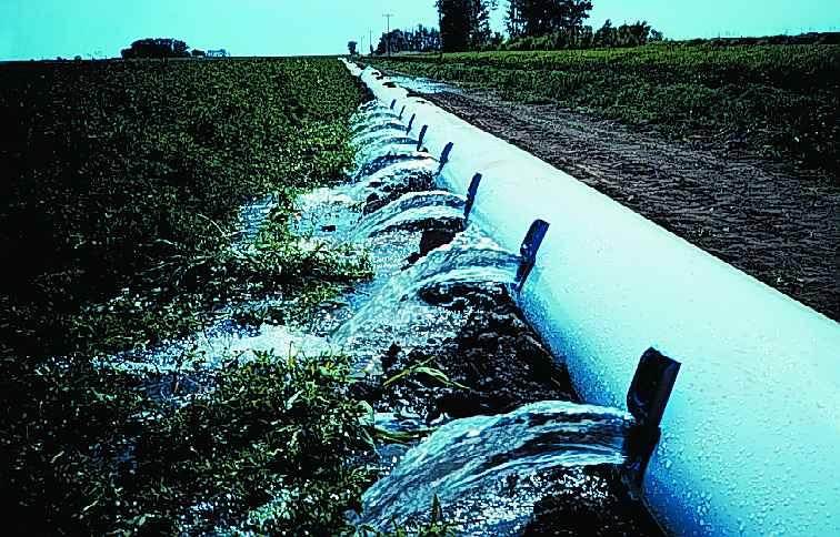 alfalfa growing after rainfall in Colorado