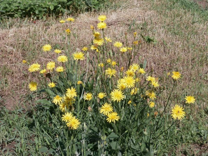 edible perennial ground cover plants