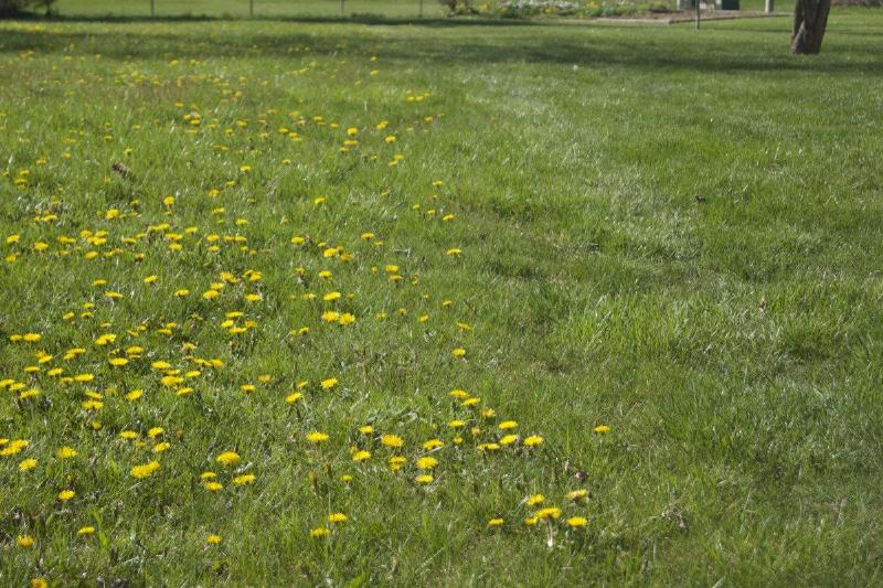 flowers in the lawn