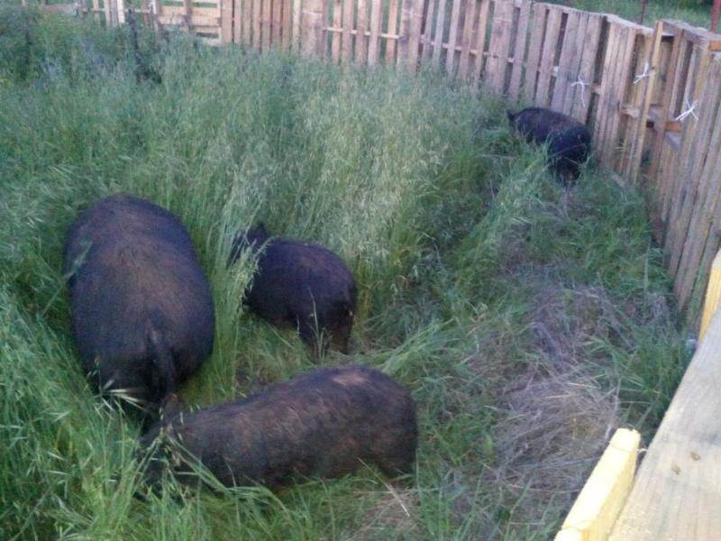 american guinea hogs in fresh pasture