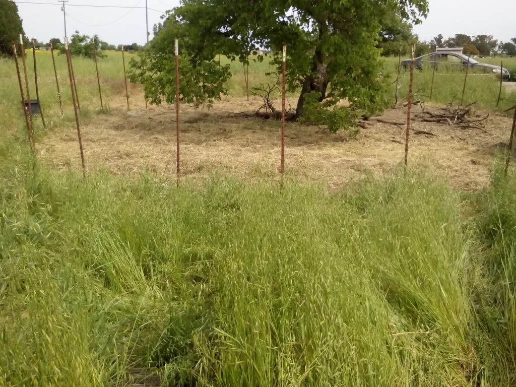 grass area around tree cleared by pigs and chickens