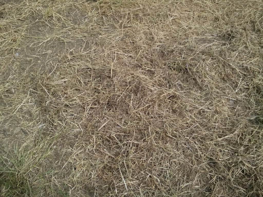 loose mulch perfect for broadcast seeding some plants