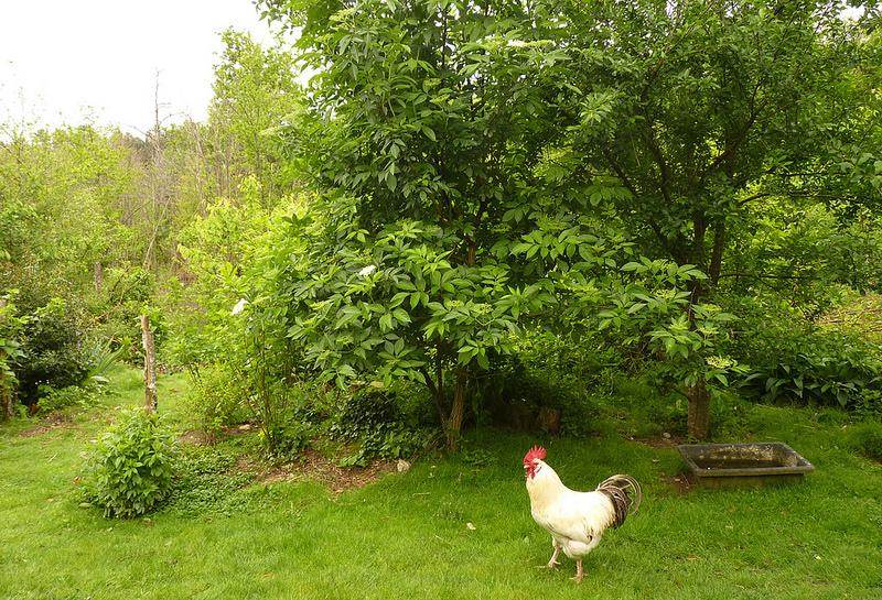I never cut the grass - although I clear around the stem of trees a little