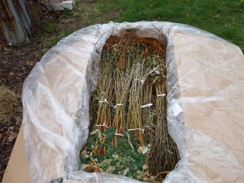 osage orange saplings for living fence project