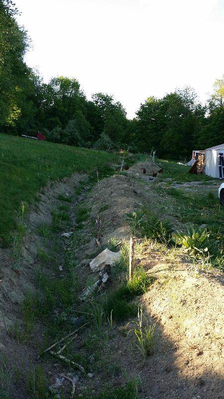newly planted swale
