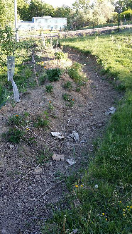 swale planted with apple trees and flowers