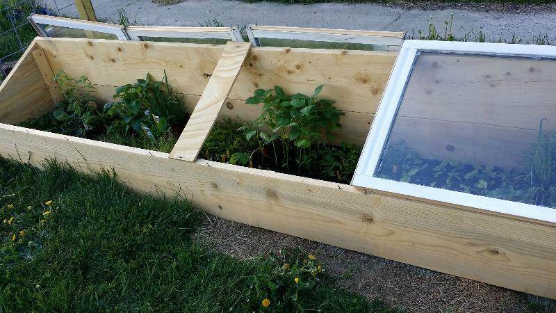seedlings protected from frost in coldframe