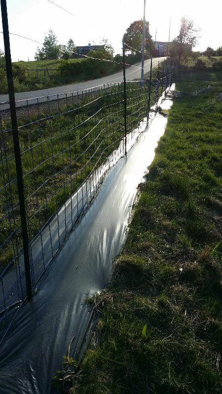 deer fence solarising grass