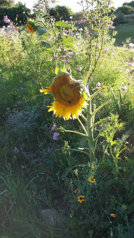 chicken on lawn with diverse plants