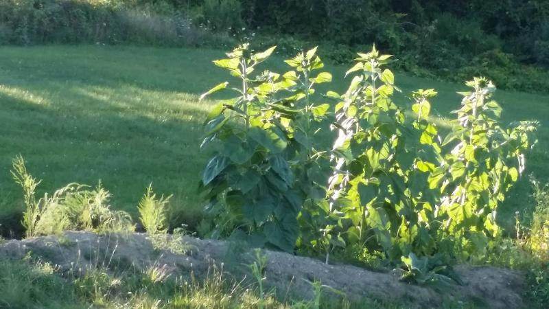 Mammoth Grey Striped Sunflower