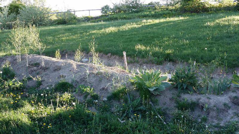 newly planted swale