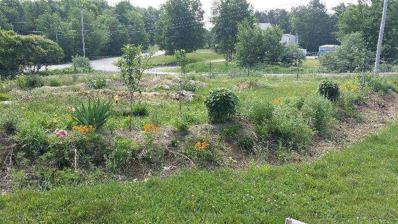 This is my view of the garden from the gate