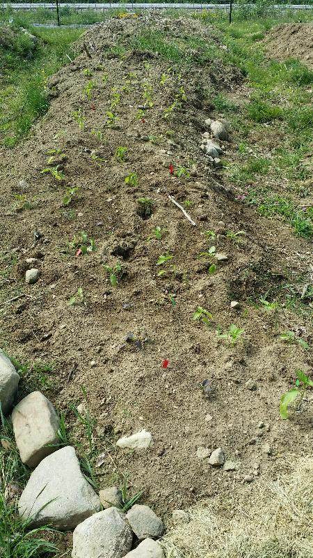 trying to find a good short season sweet pepper