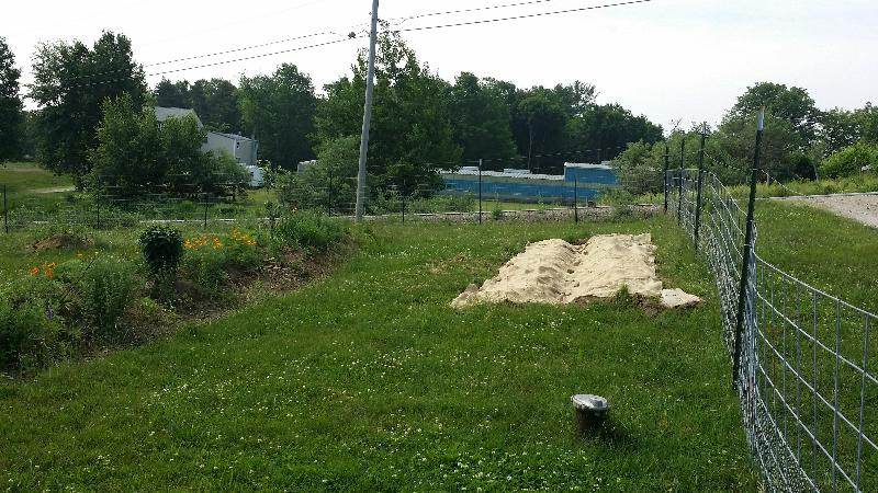 corn planted in future asparagus bed