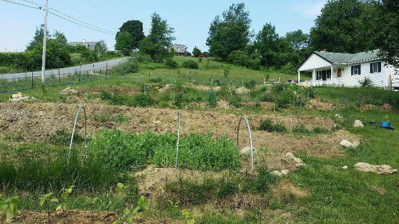 annual garden beds from downhill