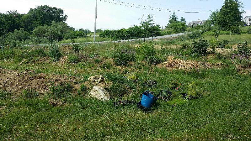 planting perennial beds