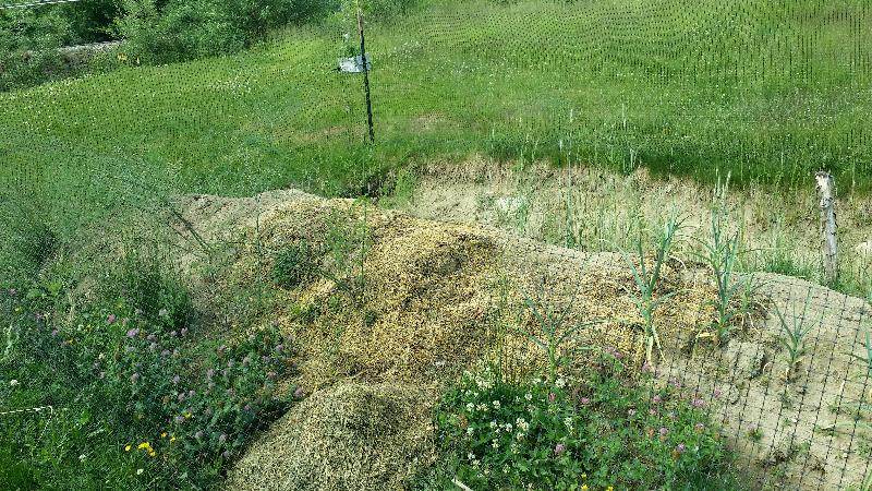 The deer have worked hard to try and destroy my asparagus bed