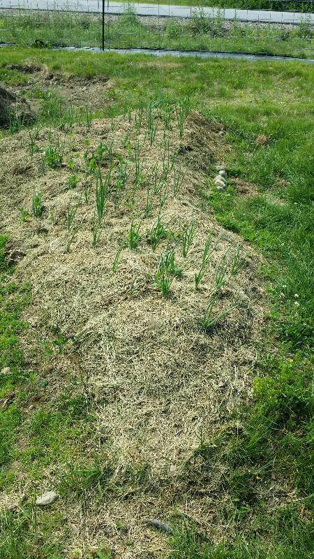 onion and peas in annual bed