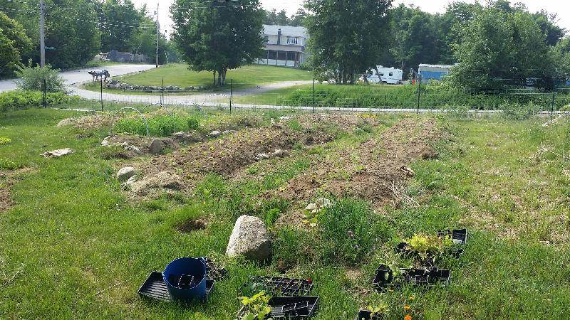 annual beds with transplants ready to plant out