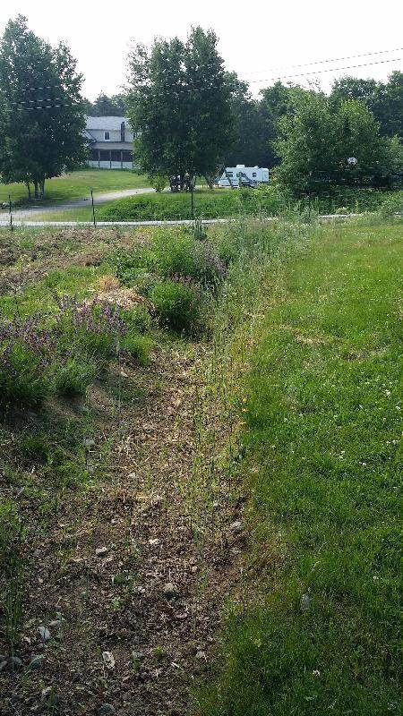 herb bed with lavender