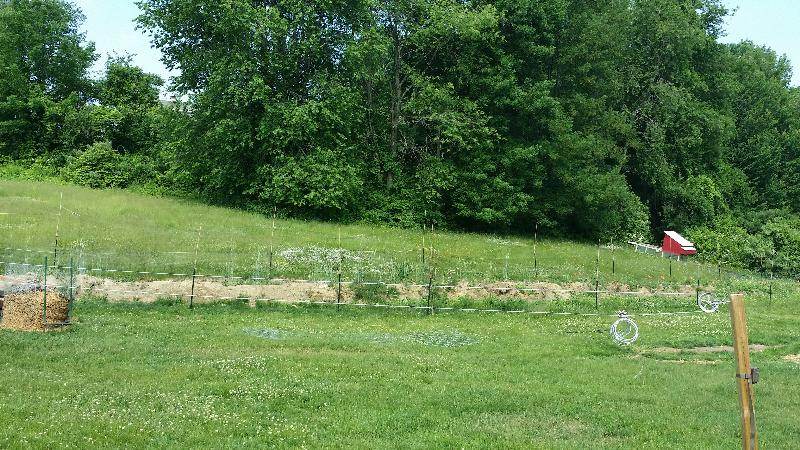 grass clippings as veggie patch mulch