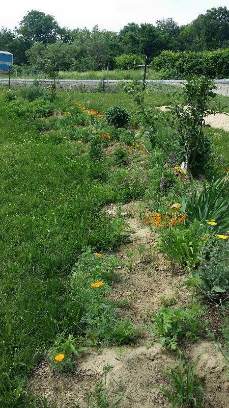 self seeded lambsquarters propagated by chickens