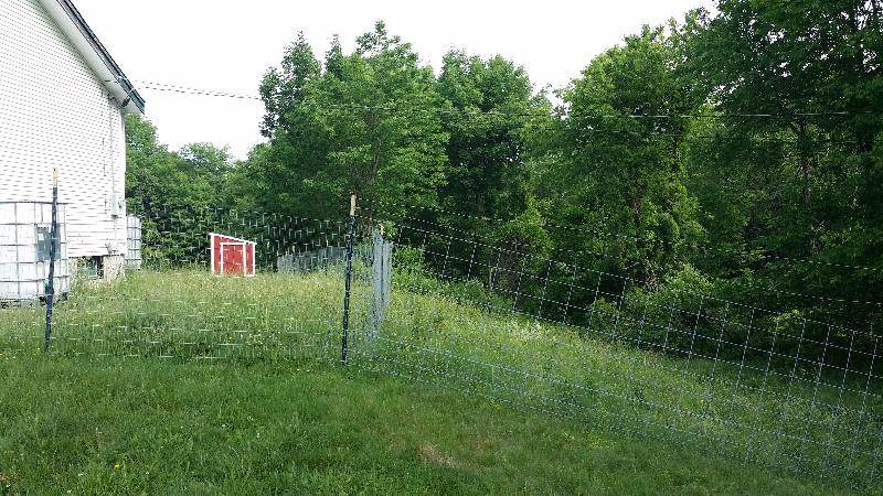 chicken coop in new grass area
