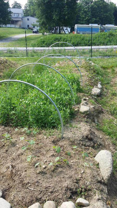 pole beans, snap peas, crab grass with carrots and parnips, bush beans, brassicas