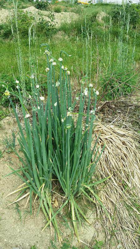 walking onion clump with topset bulbs