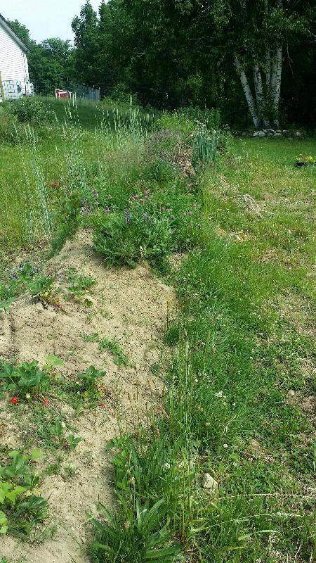 The herb bed is filling in nicely