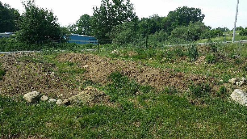 peppers tomatoes and herb beds