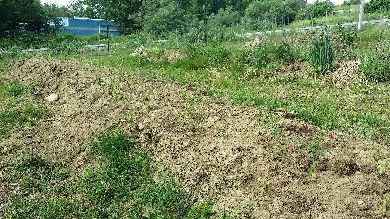 My large tomato bed with the herb bed in the background