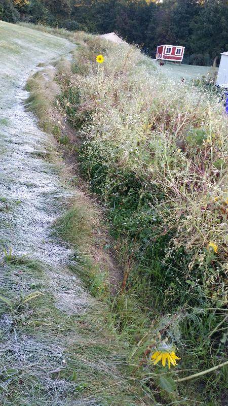 swale with buckwheat and daikon radish going to seed in frost