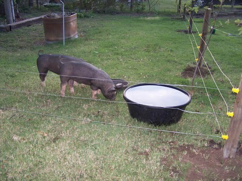 black pigs in paddock