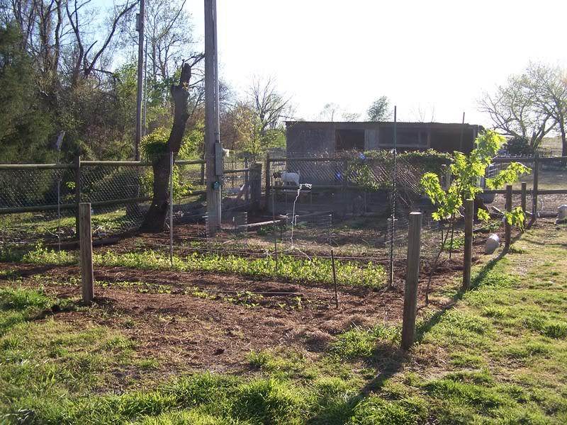 new veg garden in former pig paddock