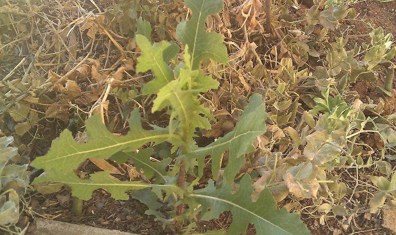 wild lettuce identification