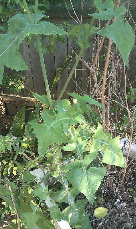sowthistle leaf identification