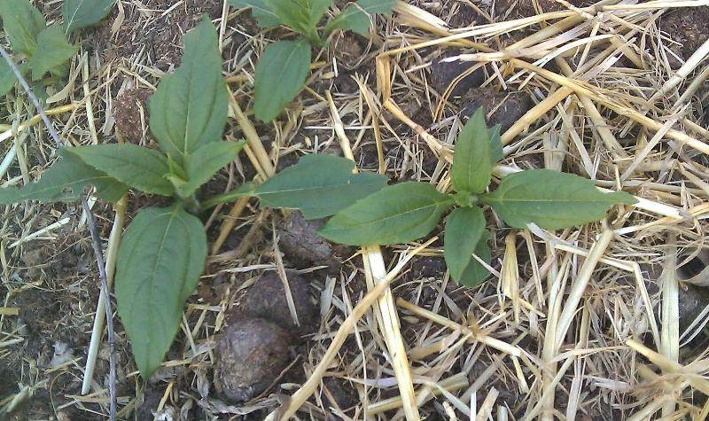 jerusalem artichoke leaves in spring
