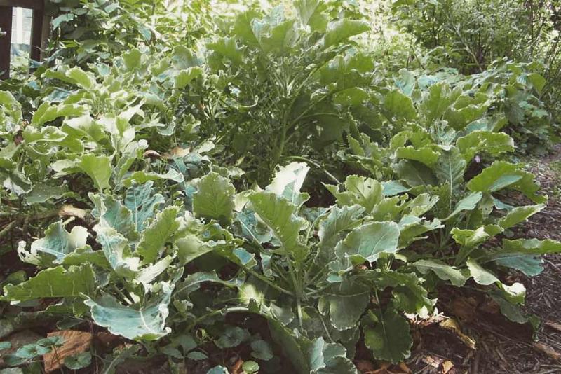 Eeuwig moes perennial kale Brassica oleracea ramosa