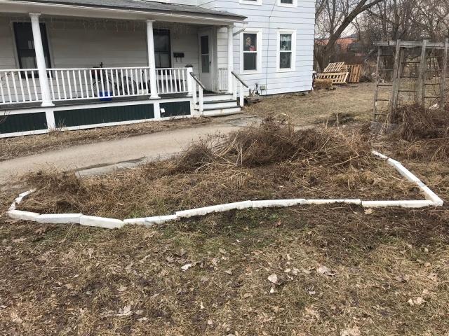 cleaning up the asparagus bed