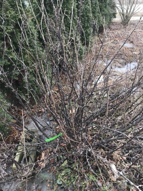 overgrown fruit bush