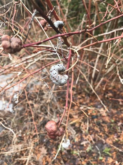 blueberry stem galls