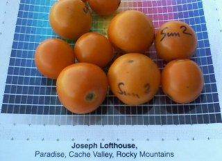 Can you save seeds from sungold tomato?