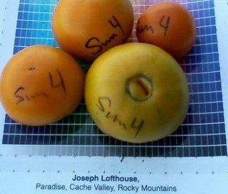 dehybridized Sungold tomato&amp;#91;