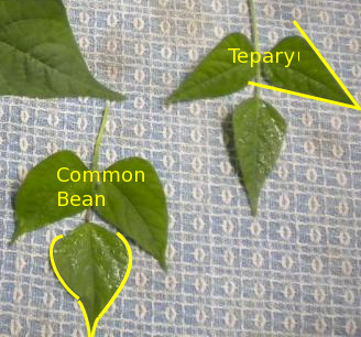 comparing tepary bean leafs to common bean leafs