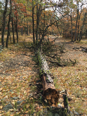 [Thumbnail for Storm-Felled-Tree-before.JPG]