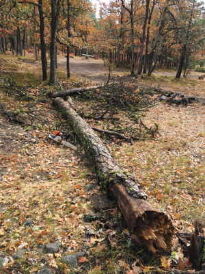 [Thumbnail for Storm-Felled-Tree-Limbed.JPG]